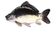 fischzucht-sindel